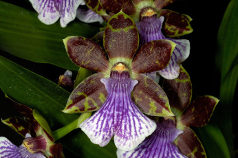 Картинка цветы орхидеи коричневый фиолетовый экзотика