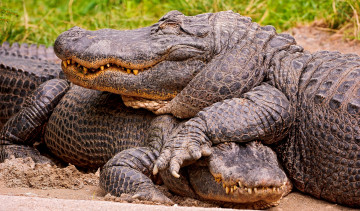 Картинка животные крокодилы пара кожа пасть