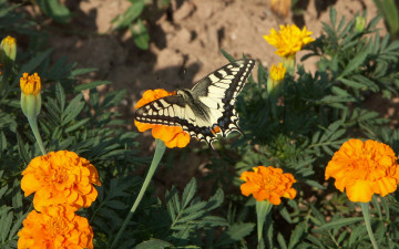 Картинка животные бабочки бархатцы бабочка