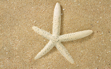 обоя животные, морские, звёзды, песок, белая, поверхность, макро, морская, звезда