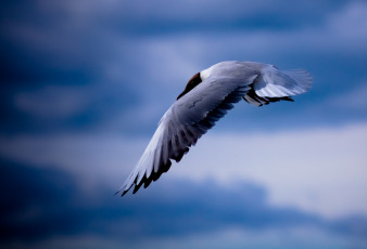 Картинка животные Чайки бакланы крачки небо птица полёт чайка