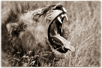 Картинка животные львы пасть царь зверей