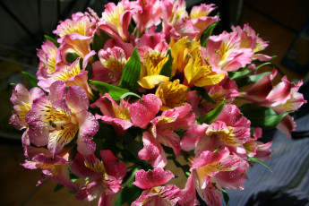 Картинка цветы альстромерия букет альстромерий