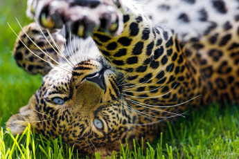Картинка животные леопарды лапа игра глаза