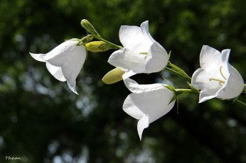 Картинка цветы колокольчики белый