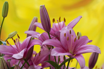 Картинка цветы лилии лилейники бутоны