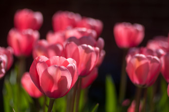 Картинка цветы тюльпаны бутоны розовый