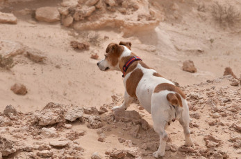 Картинка животные собаки собака песок