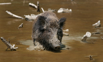 Картинка животные свиньи кабаны коряги сучья кабан грязь