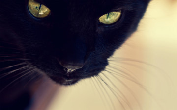 Картинка животные коты черный кот морда глаза