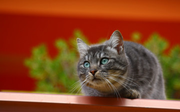 Картинка животные коты взгляд кошка