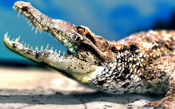 Картинка животные крокодилы пасть рептилия крокодил