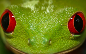Картинка животные лягушки морда глаза зеленая лягушка