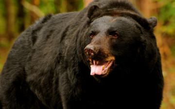 Картинка животные медведи медведь рычание язык