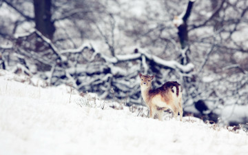 Картинка животные олени природа олень зима