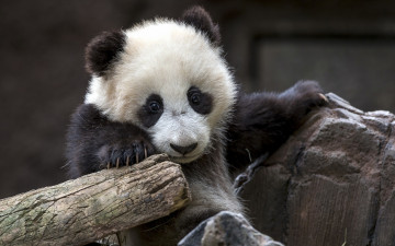 Картинка животные панды медведь панда природа