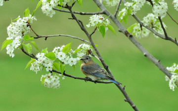 Картинка животные птицы ветки весна цветущее дерево птица