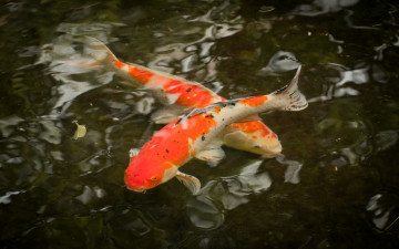 Картинка животные рыбы кои японский карп