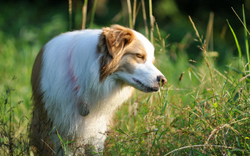 Картинка животные собаки собака поле лето