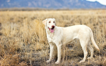 Картинка животные собаки собака взгляд поле