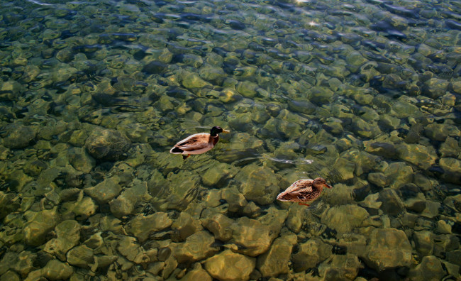 Обои картинки фото утки, на, воде, животные, вода, прозрачная