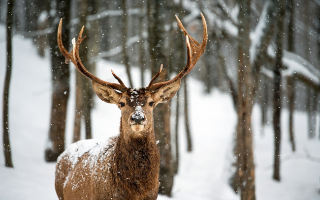 Обои картинки фото животные, олени, снег, зима, олень
