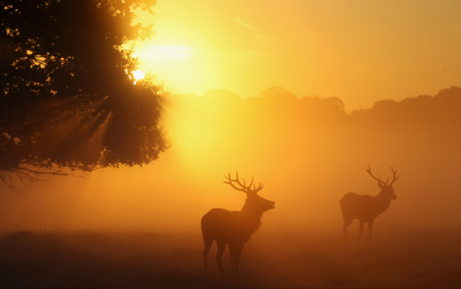 Обои картинки фото животные, олени, туман, восход
