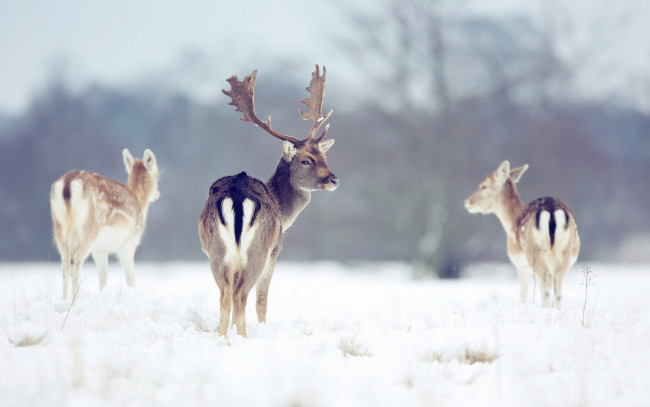 Обои картинки фото животные, олени, зима, природа
