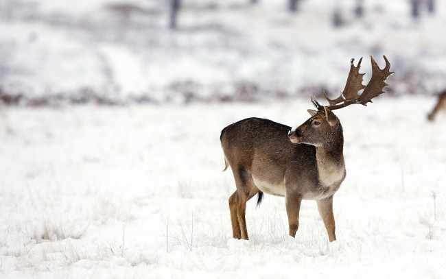 Обои картинки фото животные, олени, зима, природа, олень