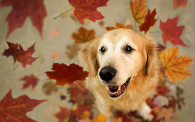 Обои картинки фото животные, собаки, листья, друг, собака