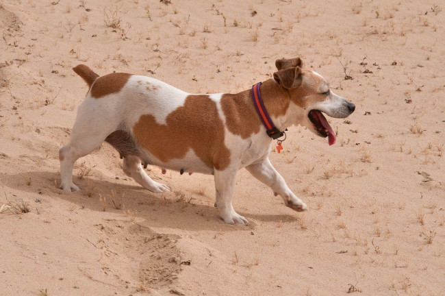Обои картинки фото животные, собаки, собака, песок