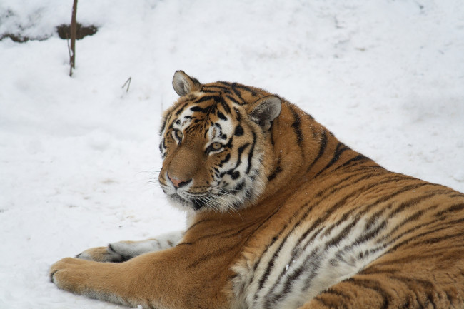 Обои картинки фото животные, тигры, взгляд, снег, отдых, тигр