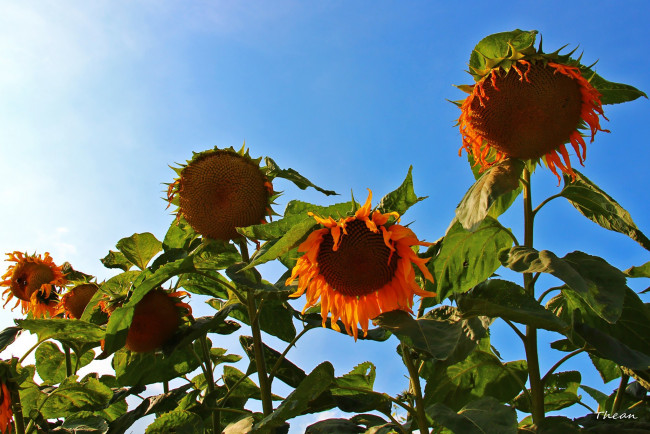Обои картинки фото цветы, подсолнухи, оранжевый