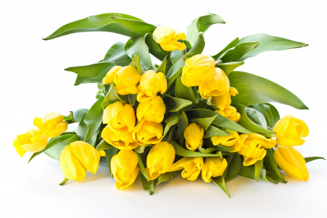 Обои картинки фото цветы, тюльпаны, бутоны, жёлтые