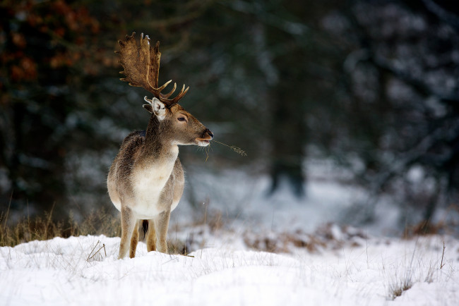 Обои картинки фото животные, олени, рога, зима, олень, природа
