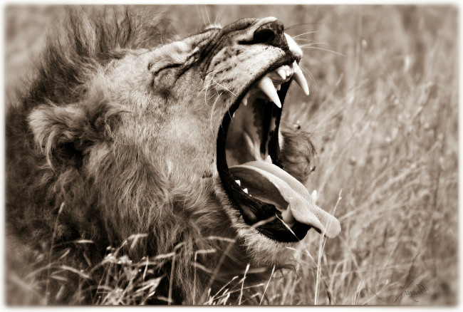 Обои картинки фото животные, львы, пасть, царь, зверей