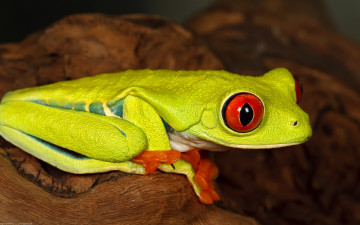 Картинка животные лягушки лягушка зеленая