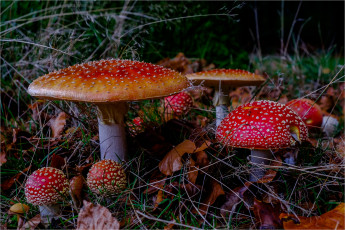 Картинка природа грибы +мухомор грибочки