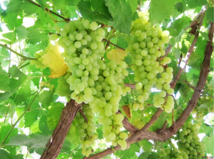 Картинка природа Ягоды +виноград ветка гроздь