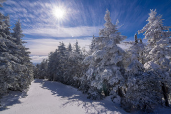 Картинка природа лес зима снег сугробы деревья