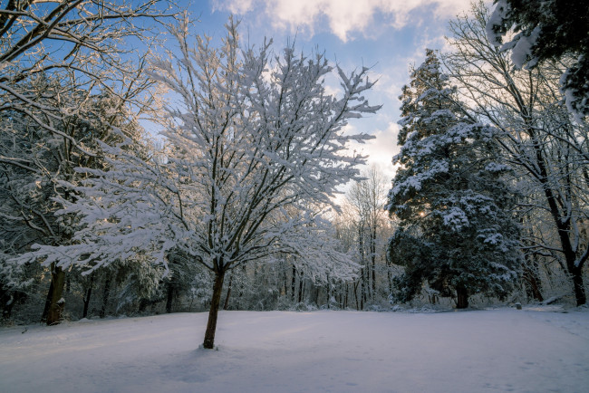 Обои картинки фото природа, лес, снег, сугробы, зима, деревья