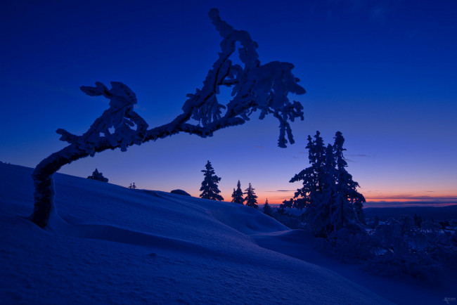 Обои картинки фото природа, зима, снег, деревья, ночь