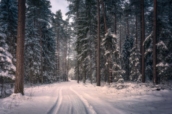 Картинка природа дороги польша knyszyn forest landscape park лес снег зима кнышин деревья дорога poland