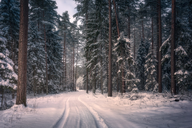 Обои картинки фото природа, дороги, польша, knyszyn, forest, landscape, park, лес, снег, зима, кнышин, деревья, дорога, poland