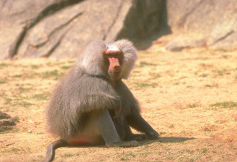 Картинка животные обезьяны обезьяна павиан