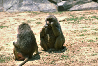 Картинка животные обезьяны камни палка павианы