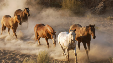 Картинка животные лошади песок пыль табун трава