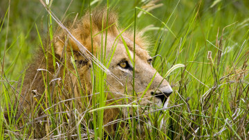 Картинка животные львы трава голова лев