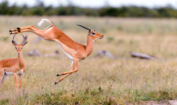 Картинка животные антилопы прыжок трава газели