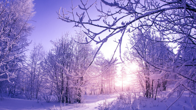 Обои картинки фото природа, зима, снег, деревья, покров